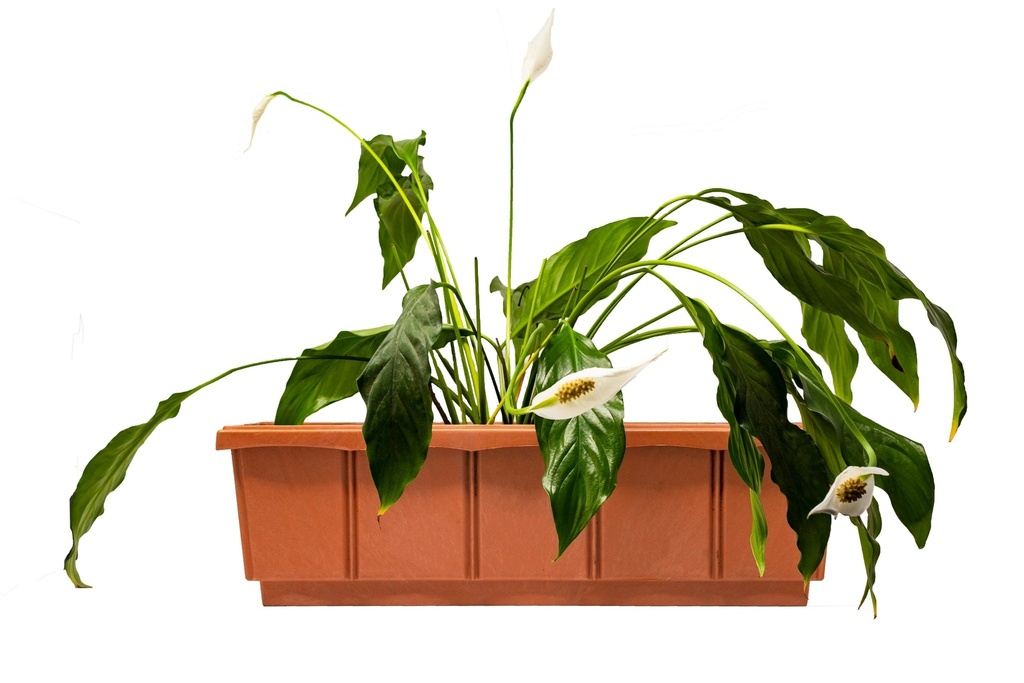 MACETA DE PLÁSTICO VENTANAL 45 cm - 818